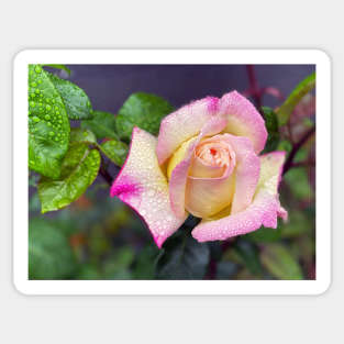 Multicolored Rose in Spring Rain Sticker